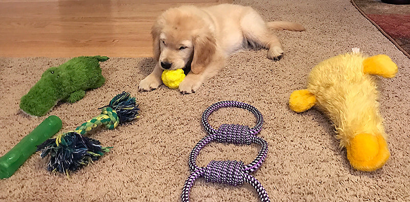 Choosing the Best Dog Toy for your New Puppy