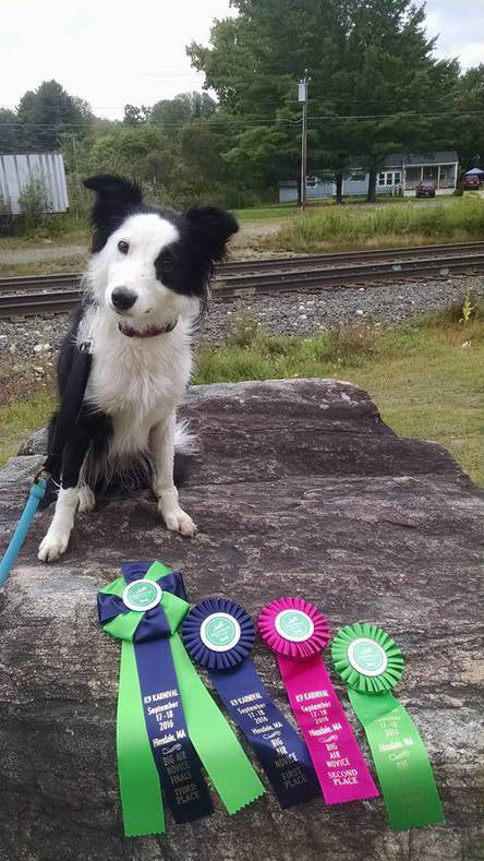 Best Leash for Water Dogs? "Salt" Likes the Floating Leash - WACKYwalk'r