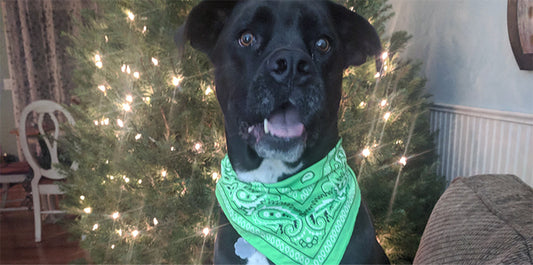 Bright Colored Wunder Dog Bandana Helps Save Dog
