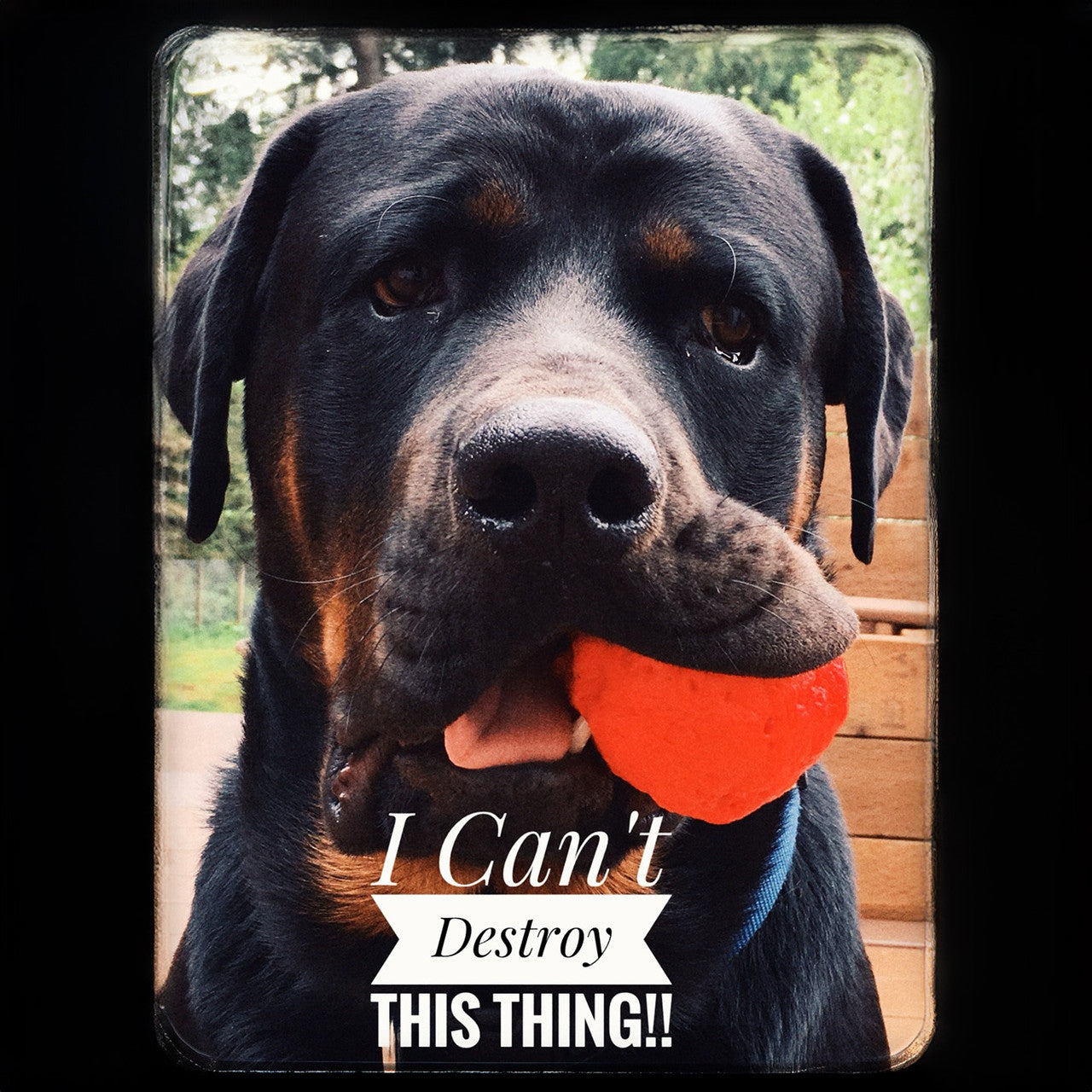 WUNDERBALL is the Best Fetch Toy Ever.