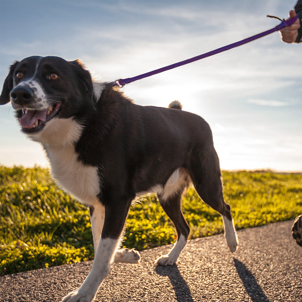 Bungee leash produces less stress on your shoulder and your dog.