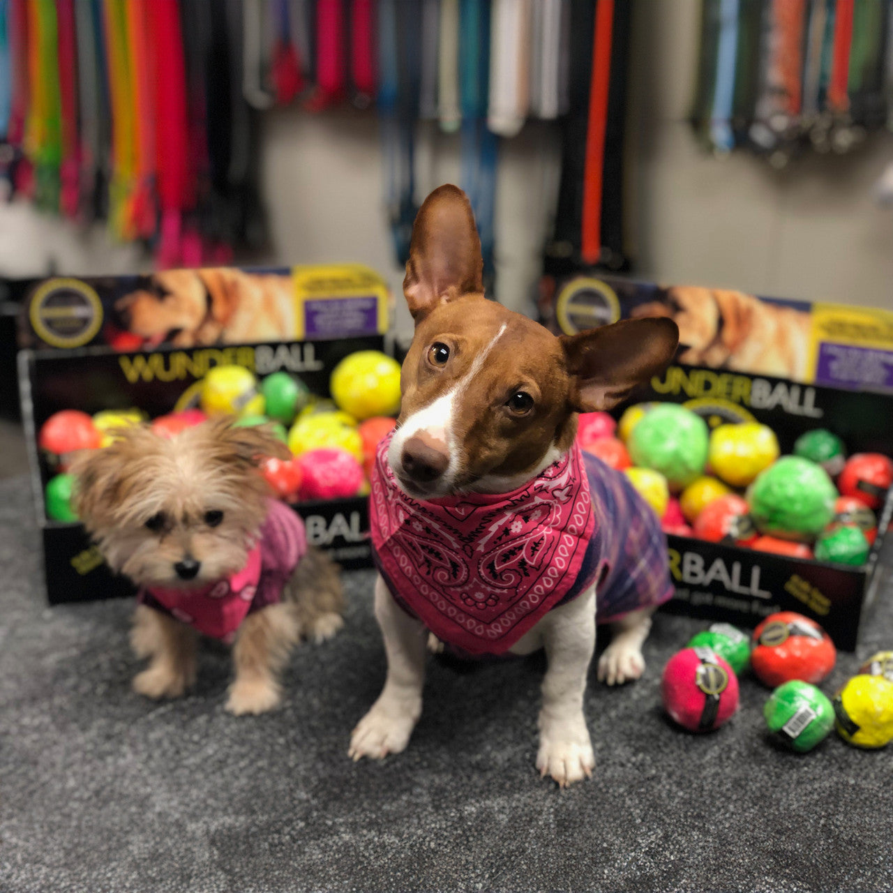 What are you waiting for? Order me the new WUNDERBALL today and you will make me a very happy pup. Millions of tail wags and counting!