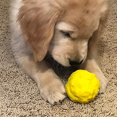 The Best Fetch Toy for Puppies and Dogs is the WUNDERBALL - Bounces, floats, and is virtually indescructible