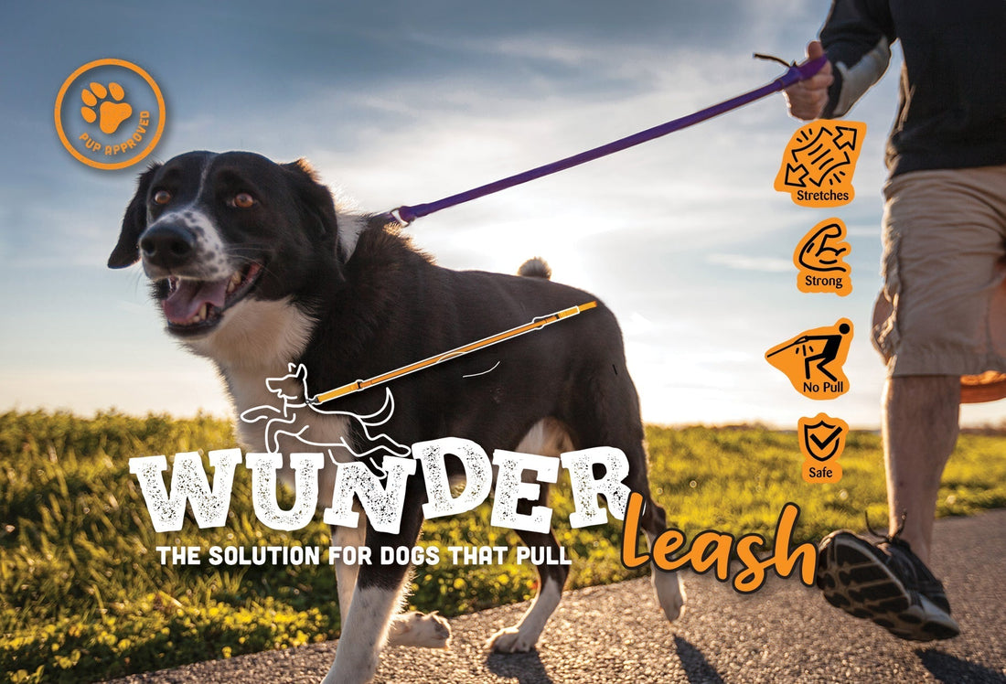 How to Train Your Dog to Stop Pulling on Leash – As Easy as 1, 2, 3!
