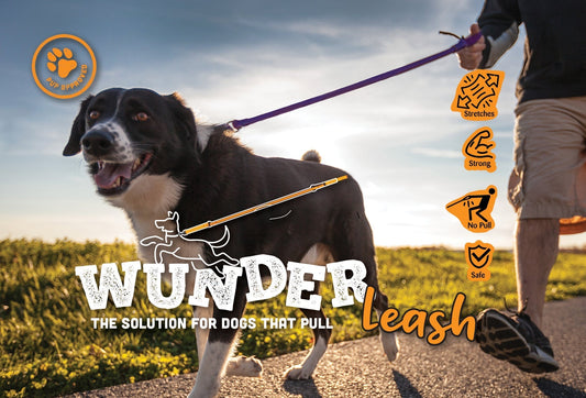 How to Train Your Dog to Stop Pulling on Leash – As Easy as 1, 2, 3!