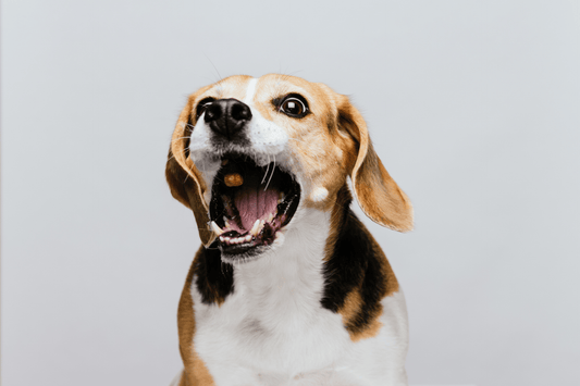 Beagle dog catching a treat mid-air with its mouth open