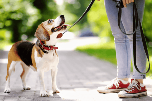 Beagle on a leash looking up at its owner during a walk