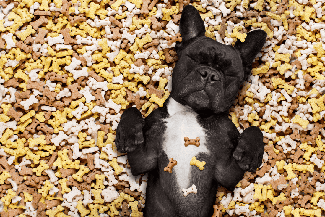 Black French Bulldog lying on its back surrounded by bone-shaped dog treats