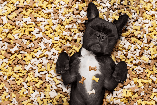 Black French Bulldog lying on its back surrounded by bone-shaped dog treats