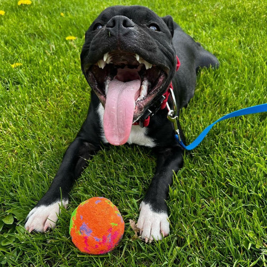 Black dog sitting in grass with a WUNDERball in front of him