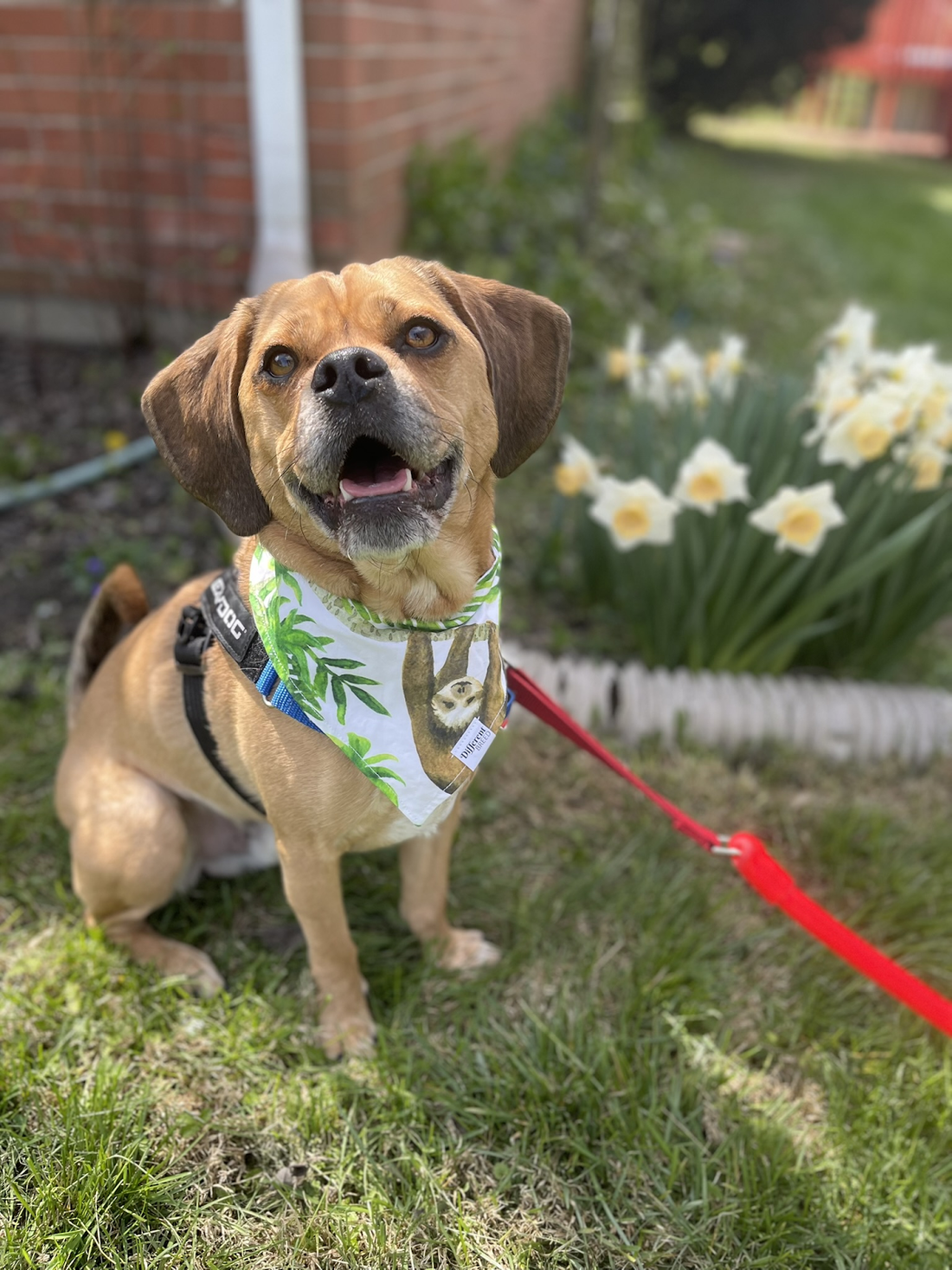 Brown dog wearing a sloth bandana and leash sitting on grass near daffodils.