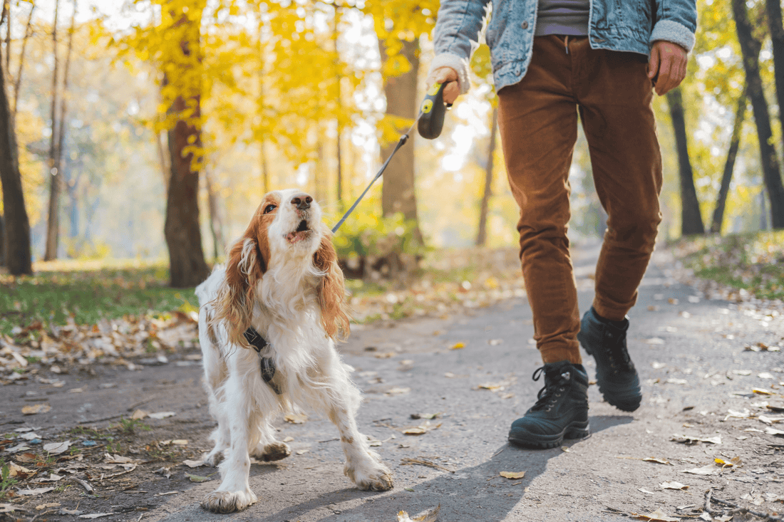 Close-up of a dog pulling slightly on a leash while its owner walks beside it in a park