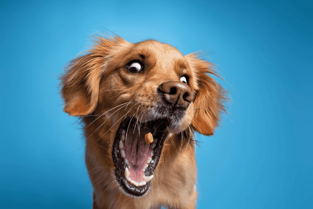 Close-up of a dog with mouth open against a blue background