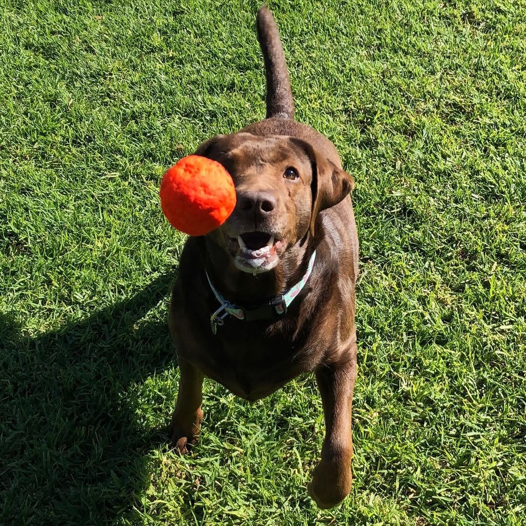 Dog catching an orange ball on a grassy lawn