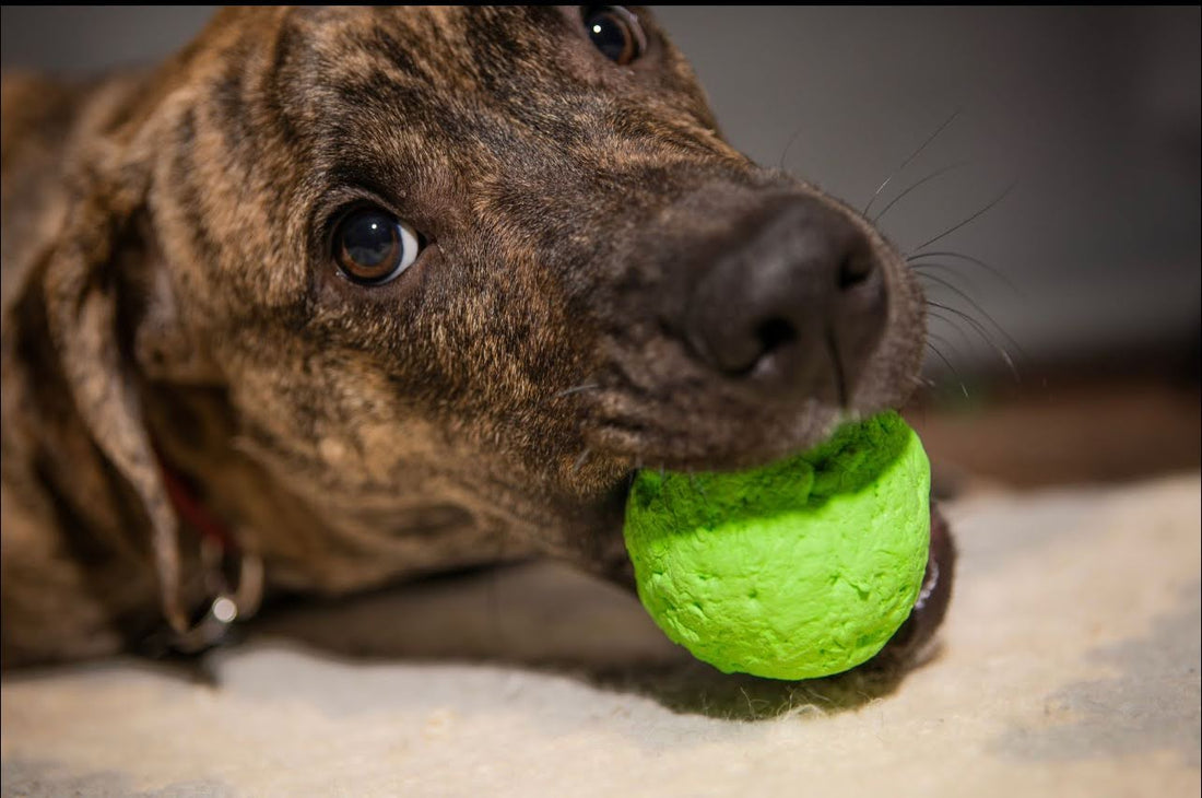 Dog chewing a bright green ball indoors.