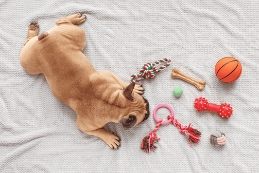 Dog lying on a blanket surrounded by colorful dog toys and chew items