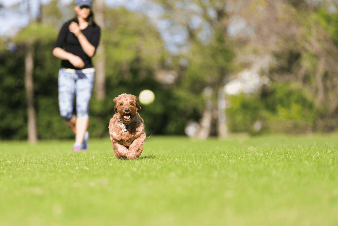 Dog running across grass toward a thrown ball, with owner in the background