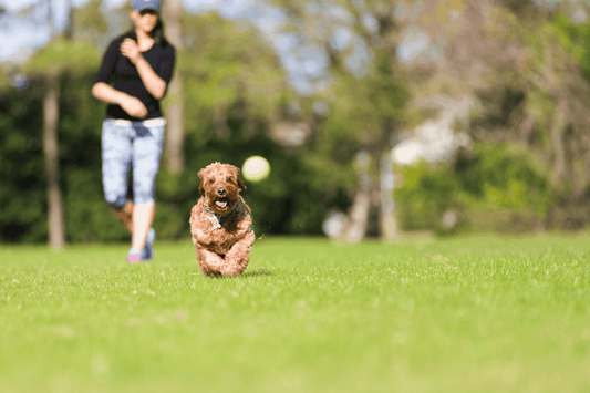 Dog running across grass toward a thrown ball, with owner in the background