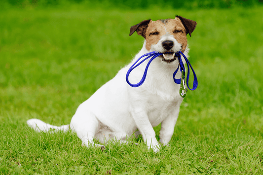 Dog sitting on grass, holding a blue leash in its mouth.