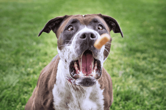 Dog with mouth open, catching a treat mid-air on a grassy lawn