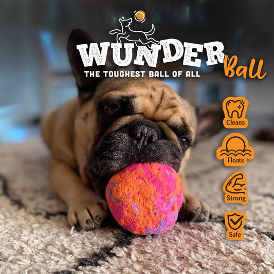 Small fawn-colored bulldog lying on a rug, holding a bright pink-and-orange ball in its mouth.