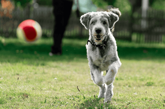 Gray dog running across a grassy park while chasing a red and yellow ball