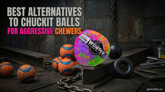 Best Alternatives to Chuckit Balls for Aggressive Chewers (2026) | WACKYwalk'r