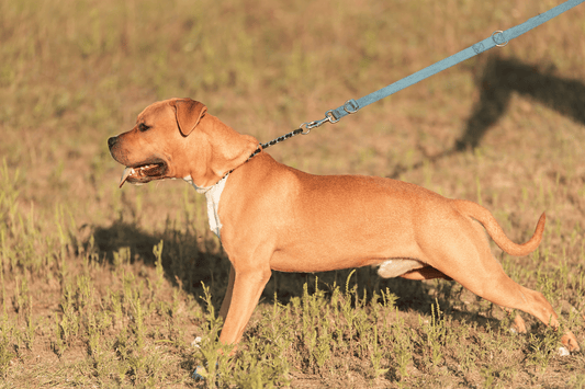 Muscular brown dog standing alert on a leash outdoors in a grassy field