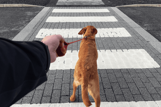 Person holding a red leash as a brown dog walks across a zebra crosswalk ahead.
