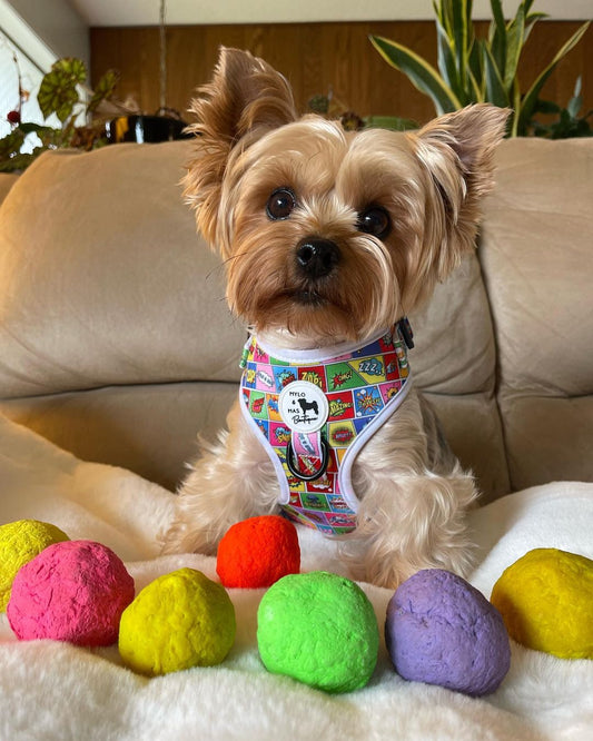 Small Yorkshire Terrier wearing a colorful harness sitting on a couch with bright colored WUNDERballs in front.
