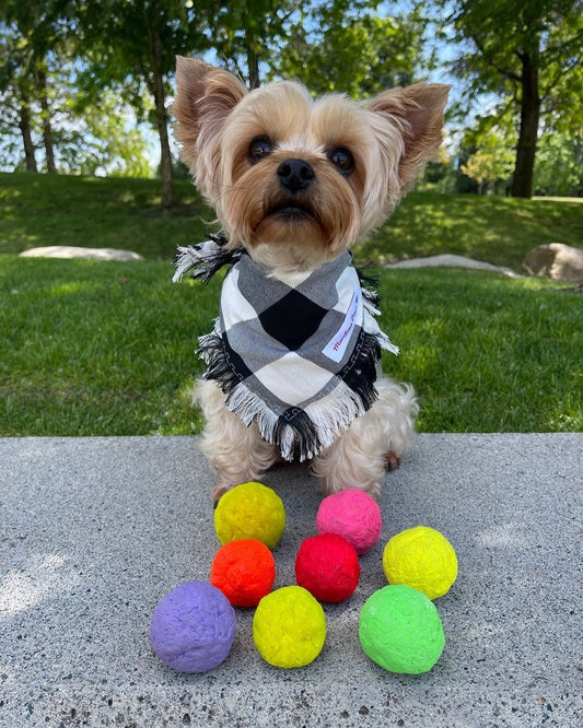 Small dog wearing a bandana sitting behind colorful rubber balls on a concrete bench