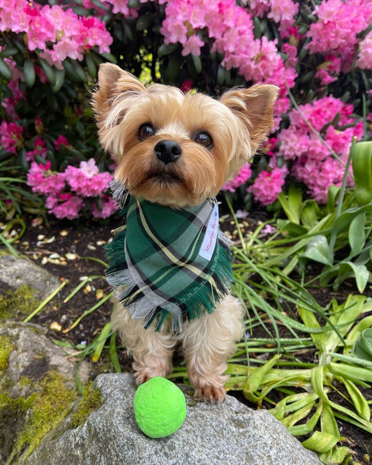 Small dog wearing a green plaid bandana standing by a bright green ball in a garden