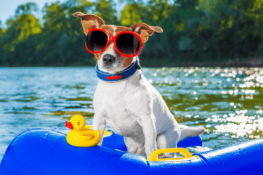 Small dog wearing red sunglasses sitting on a blue float in a lake.