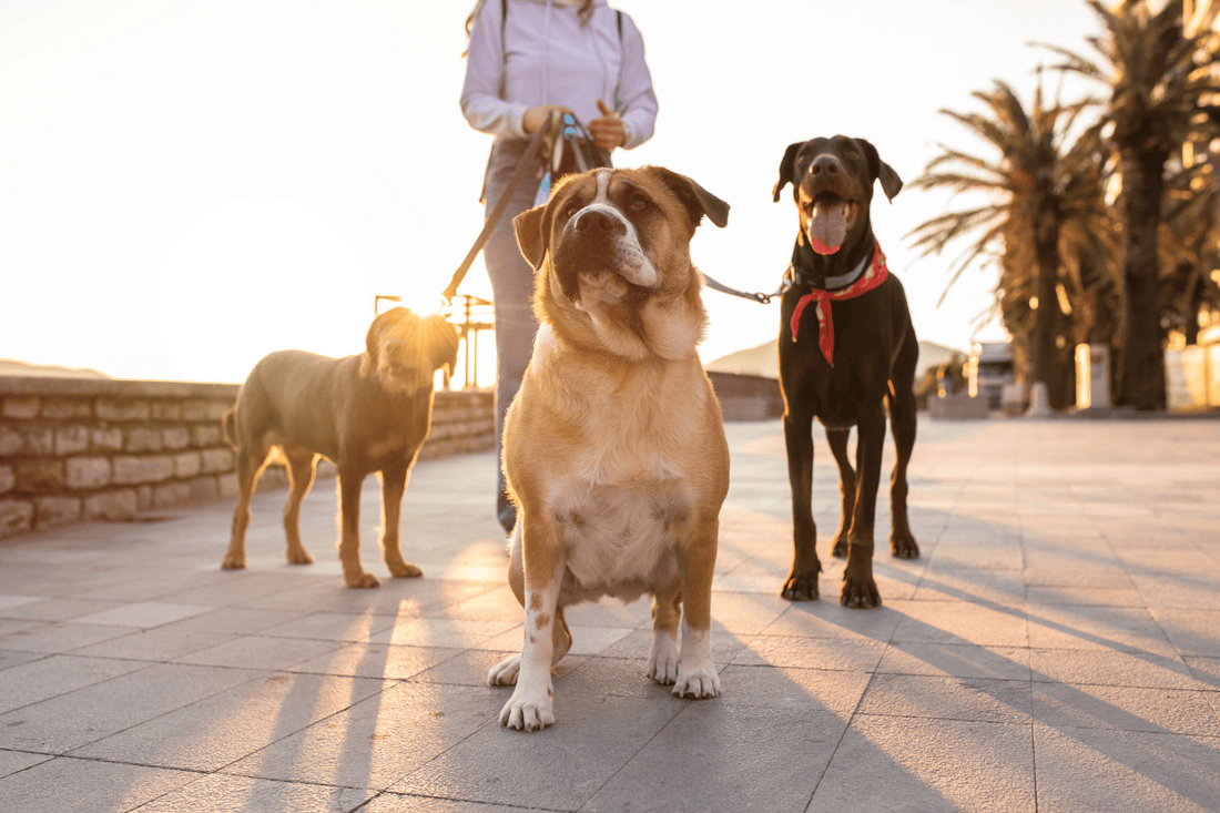 Three dogs on leashes standing with their owner during a sunset walk along a waterfront
