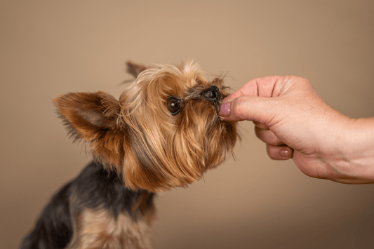 A small Yorkshire Terrier being hand-fed a treat against a neutral background.
