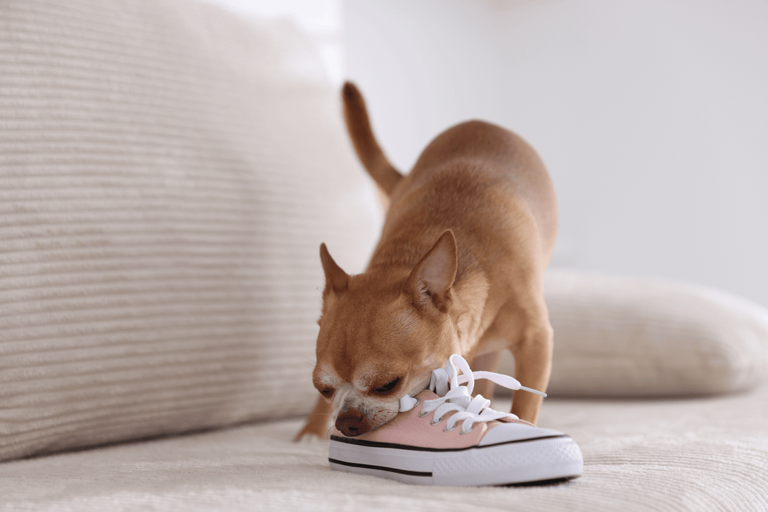 Small brown dog chewing on a sneaker while standing on a couch.