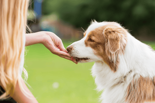 Person feeding a brown and white dog a treat by hand in a grassy outdoor setting.