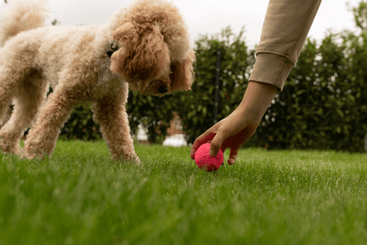 A small curly-haired dog curiously watches a person’s hand placing a pink WUNDERball on the green grass, with a hedge-lined background.