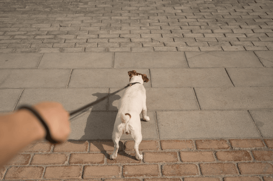 A small white dog on a leash pulls ahead on a paved sidewalk.