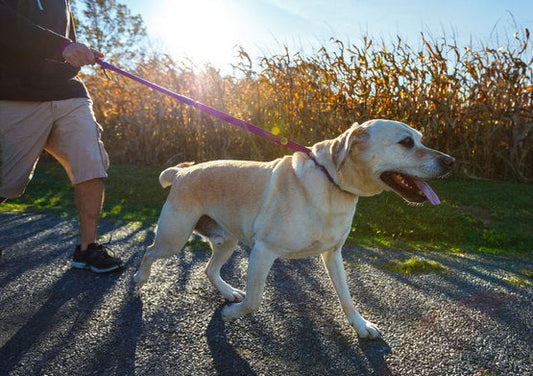 Person walking a dog on a leash along a path near a cornfield on a sunny day.