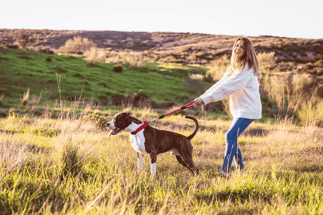 Woman being pulled by her dog on a leash in a grassy field