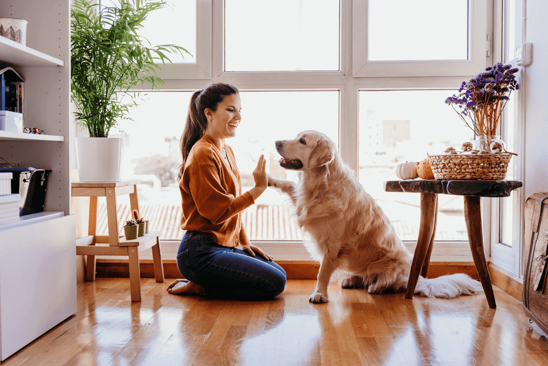 Woman kneeling indoors gives a high-five to a golden retriever near a sunny window