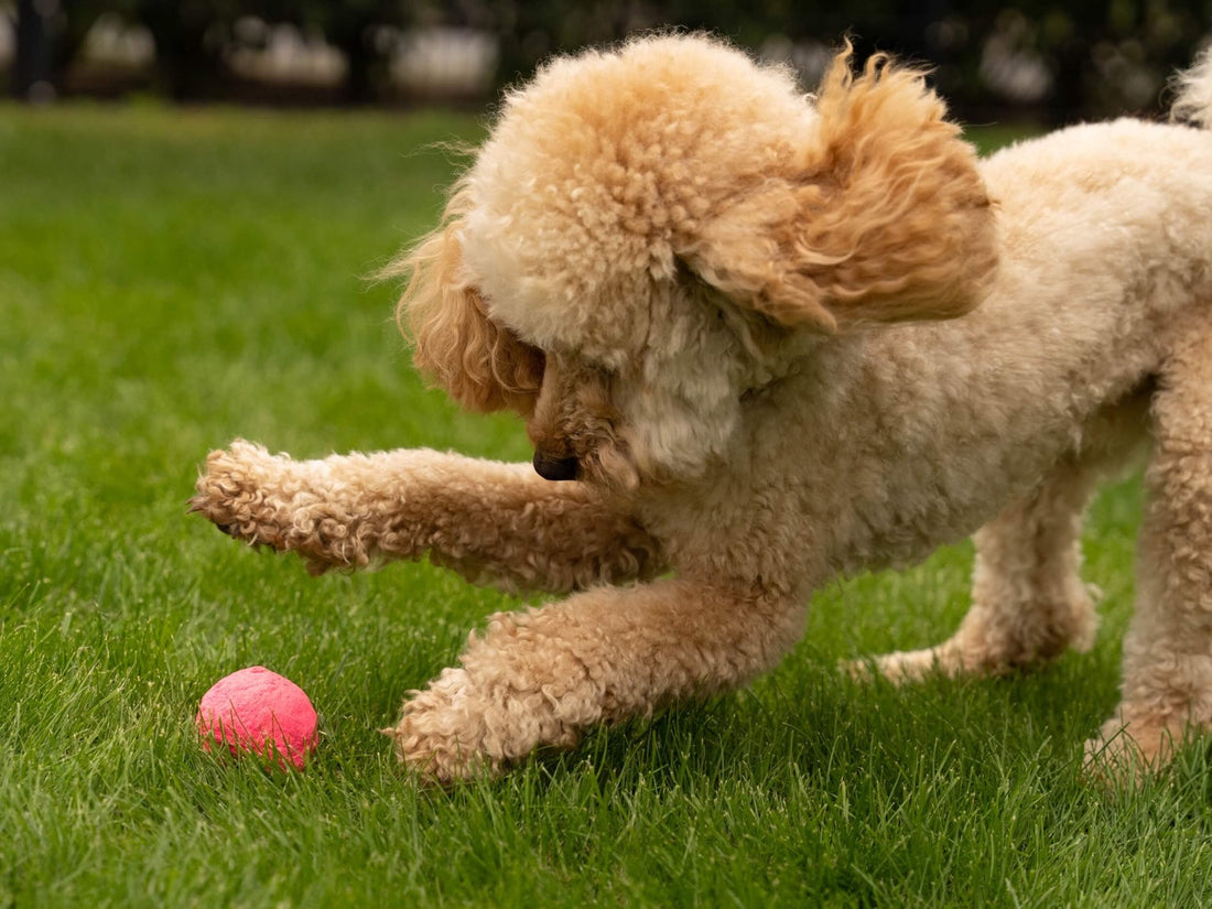 Curly-haired dog playing on grass with a pink WUNDERball.