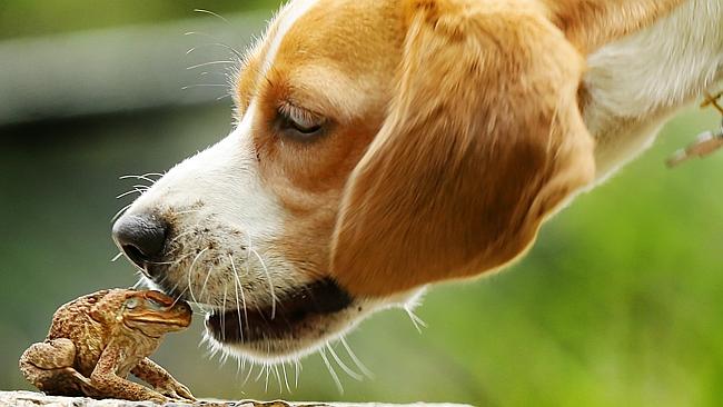 Are Toads Dangerous To Dogs?