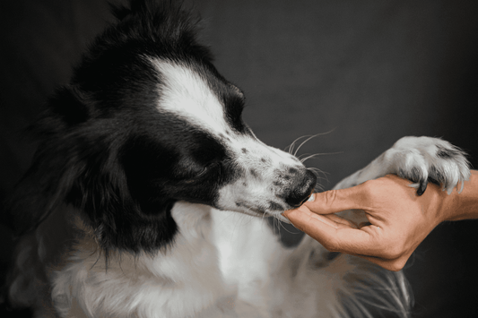 Dog gently taking a treat from a person’s hand while resting a paw on their wrist