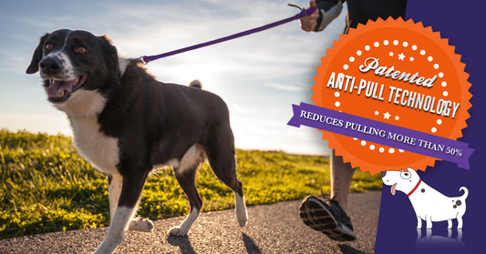 Training your dog (or puppy) to stop pulling can be easy and painless