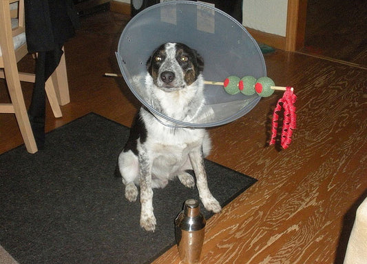 Happy Howl-oween - Dog Safety Tips