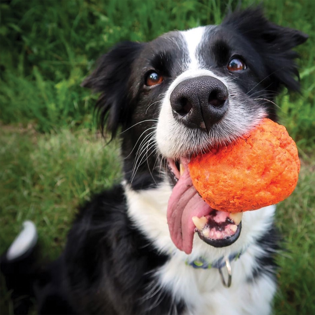 Built for Fetch