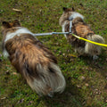 2 Dogs on 1 Leash - CRAZYcoupl'r