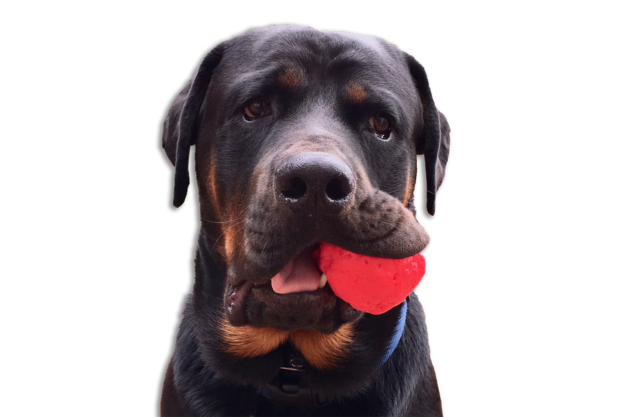 WUNDERball - Best Fetch Toy — dog with ball